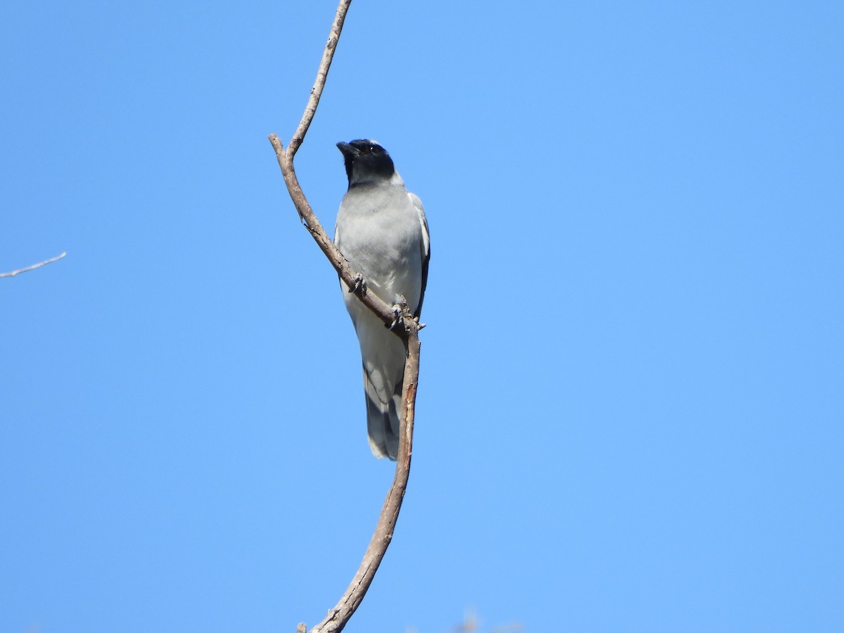 Black-faced Cuckooshrike - ML642312745