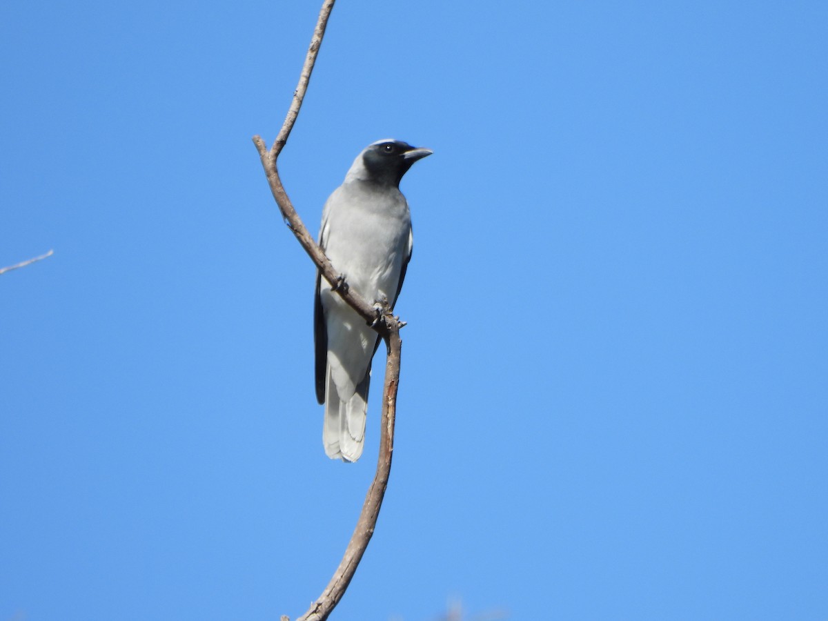 Black-faced Cuckooshrike - ML642312746
