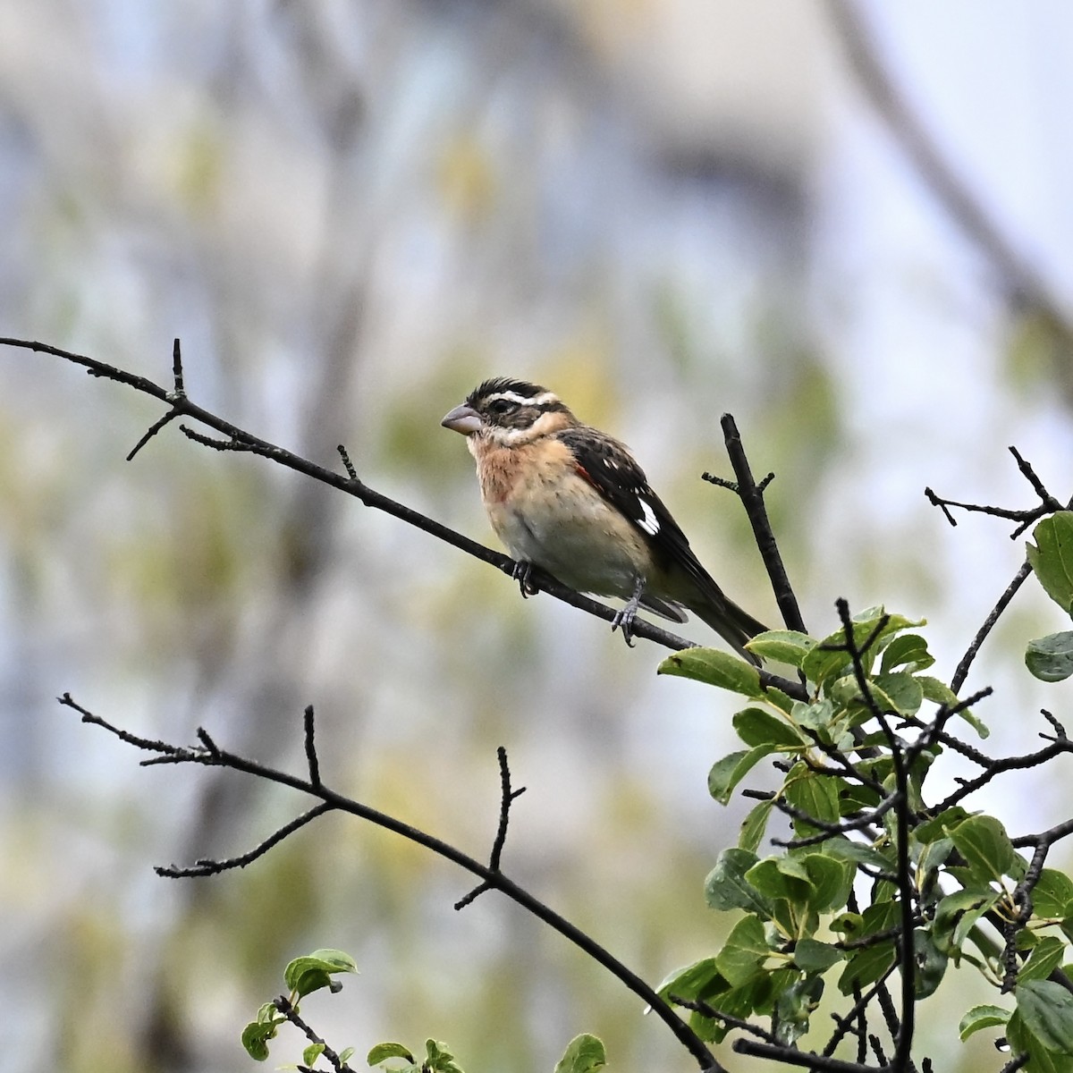 Rose-breasted Grosbeak - ML642312747