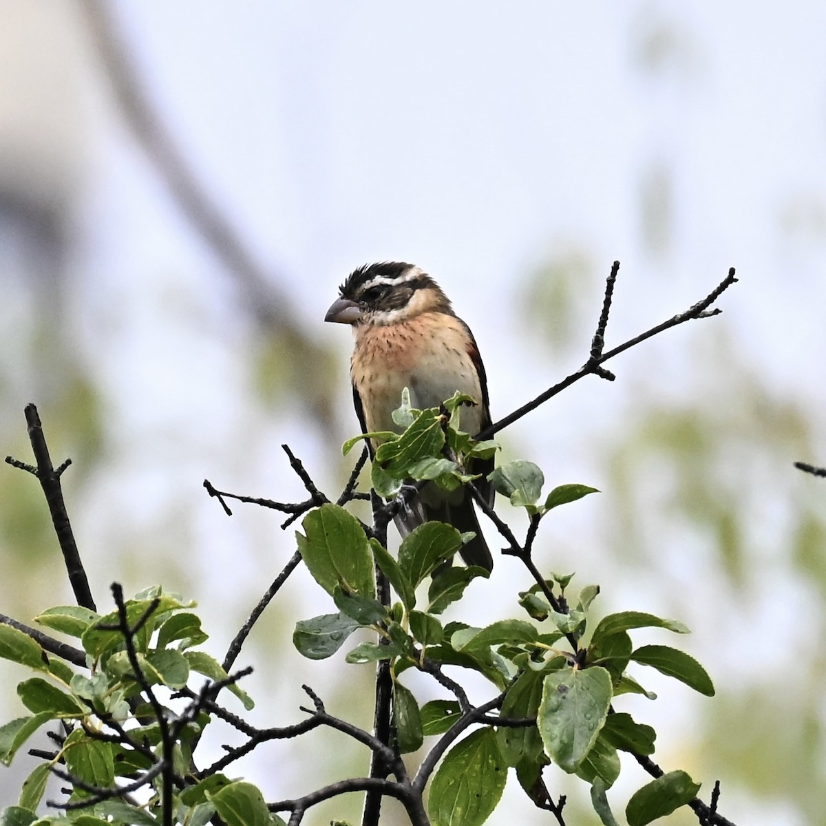 Rose-breasted Grosbeak - ML642312748