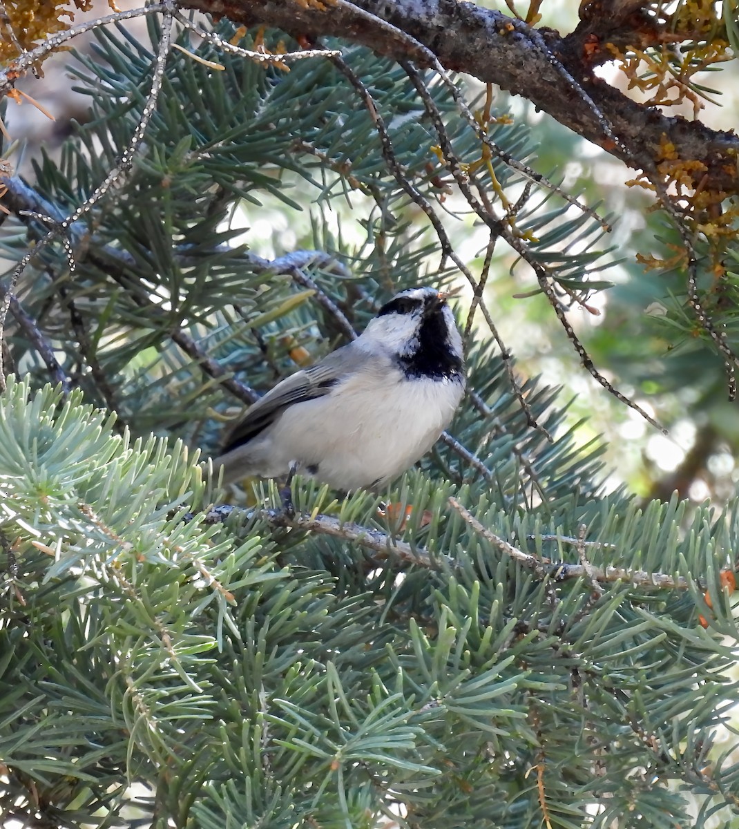 Mountain Chickadee - ML642312751