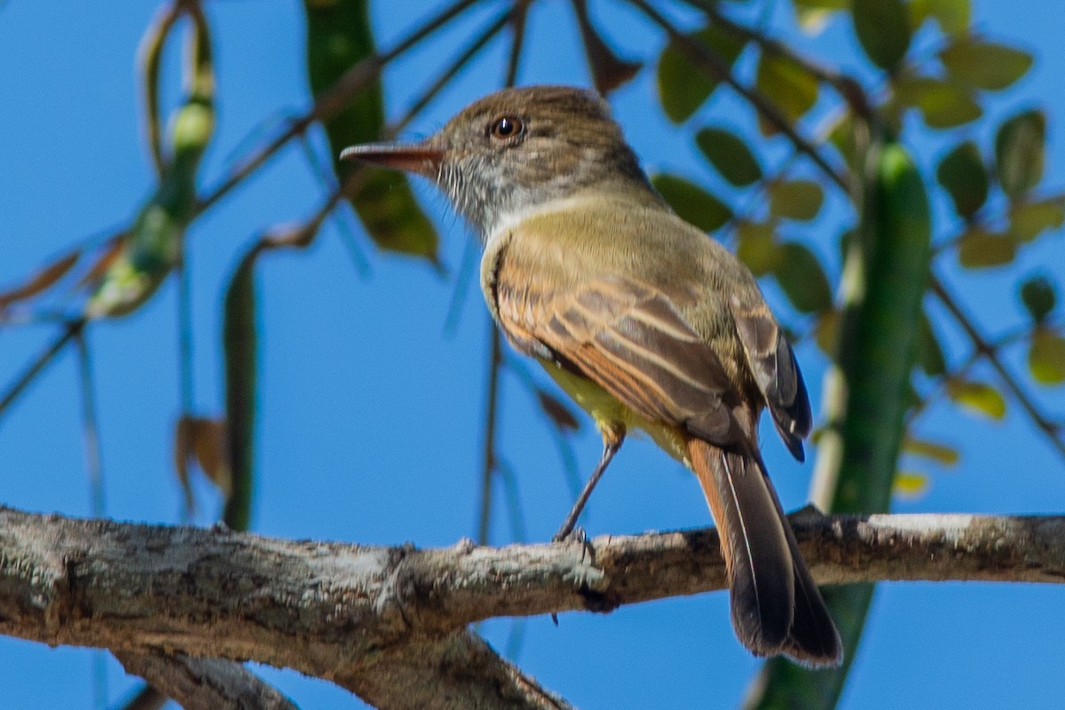 Yellow-olive Flatbill - ML642312755