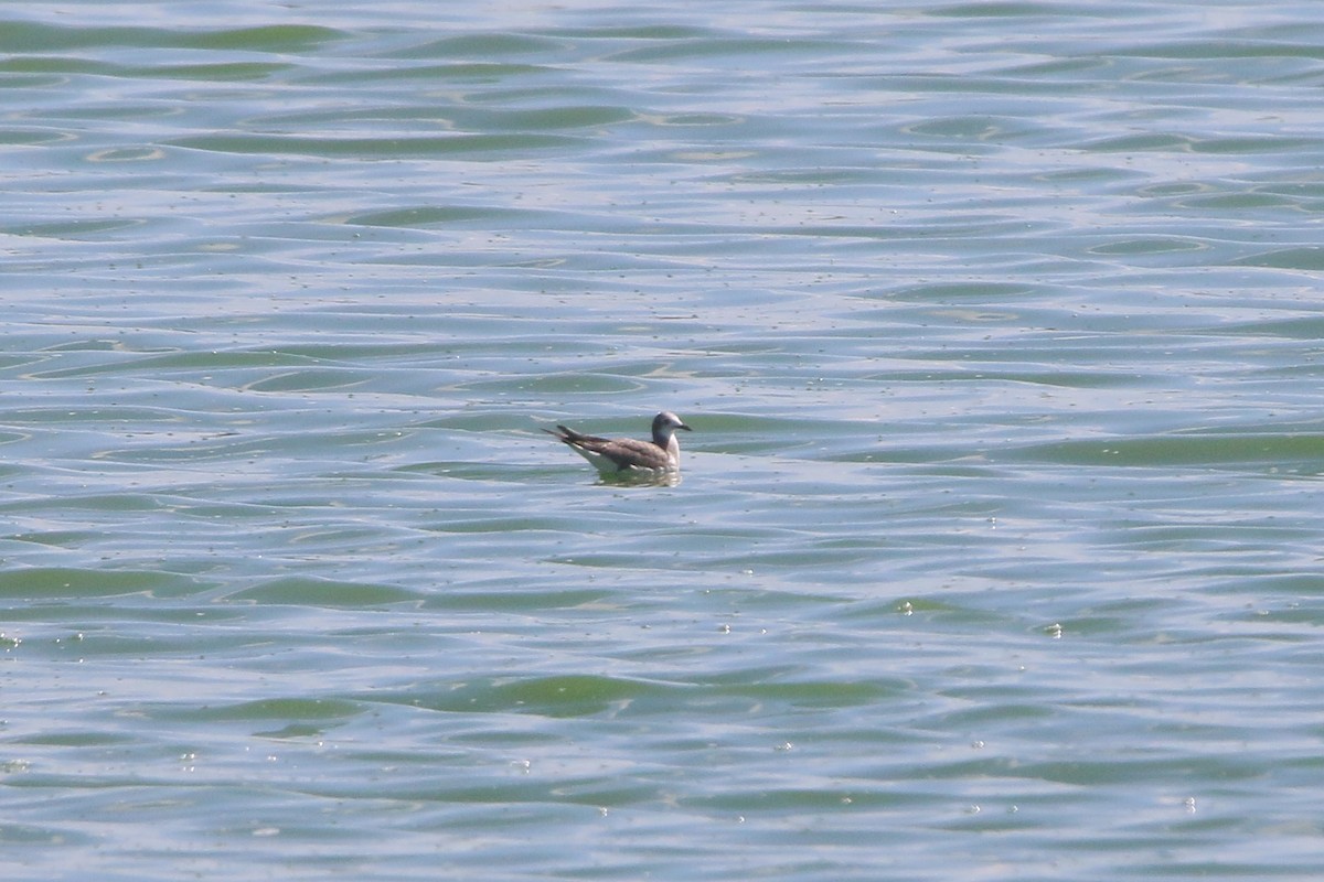 Sabine's Gull - ML642312756