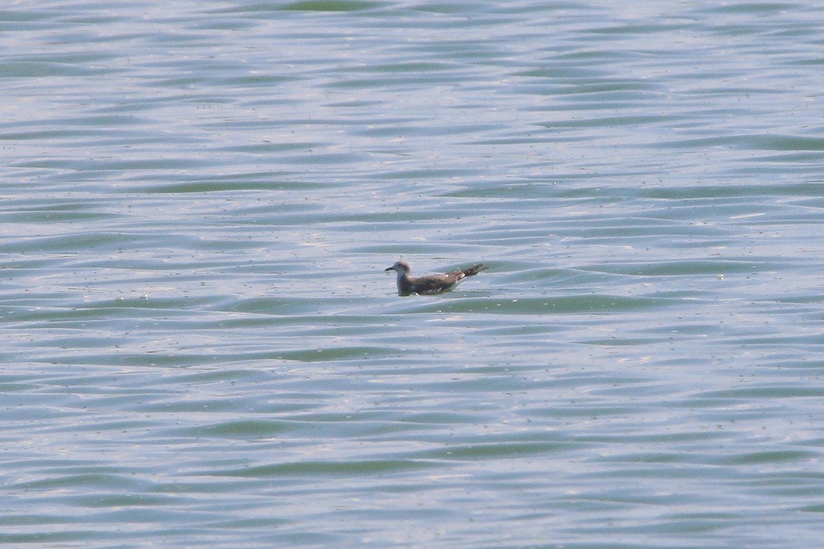 Sabine's Gull - ML642312757
