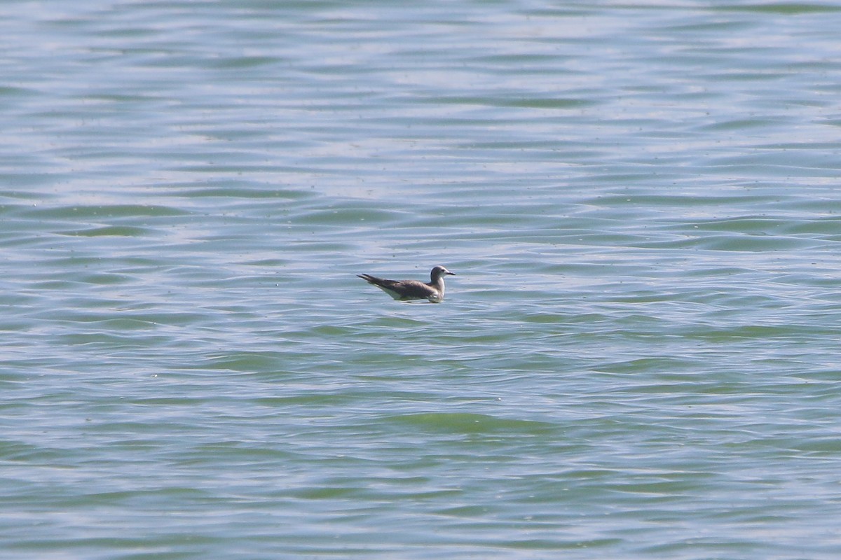 Sabine's Gull - ML642312758