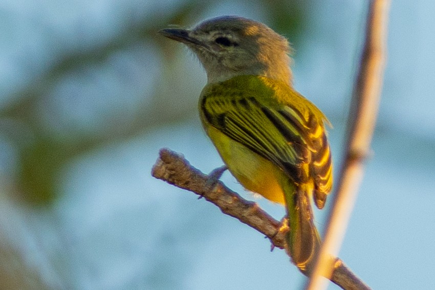 Yellow-olive Flatbill - ML642312765