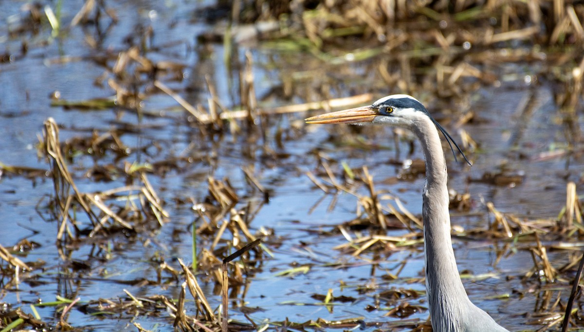 Great Blue Heron - ML642312769