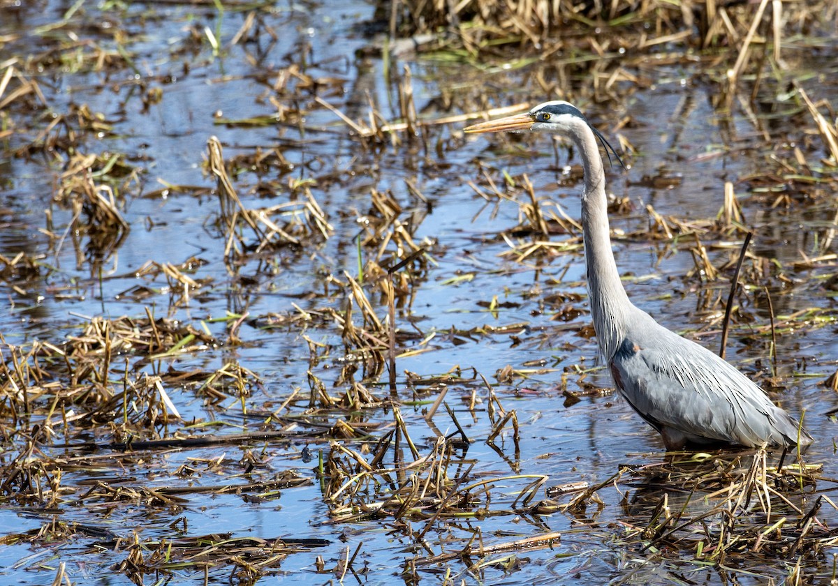 Great Blue Heron - ML642312770