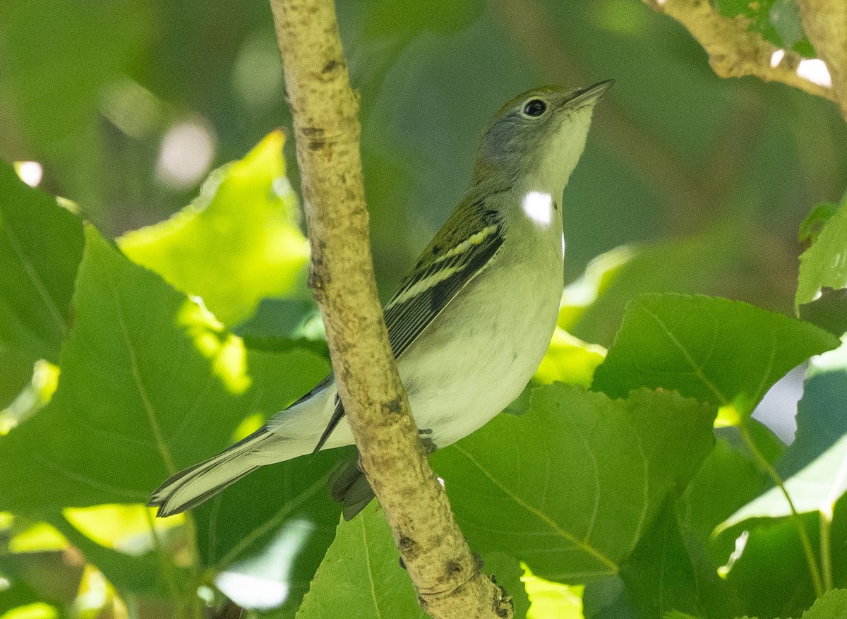 Chestnut-sided Warbler - ML642312772