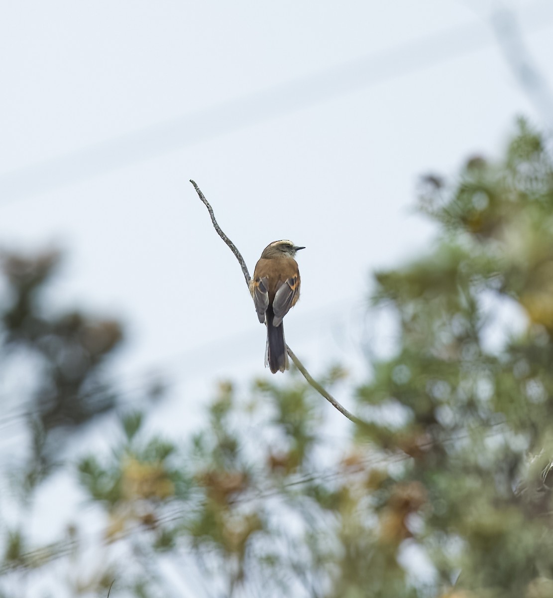 Brown-backed Chat-Tyrant - ML642312773