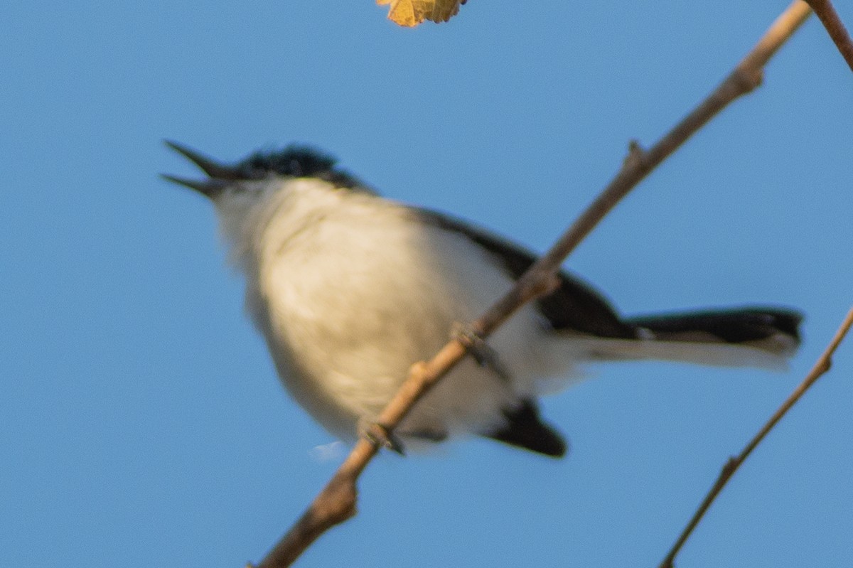 White-lored Gnatcatcher - ML642312782