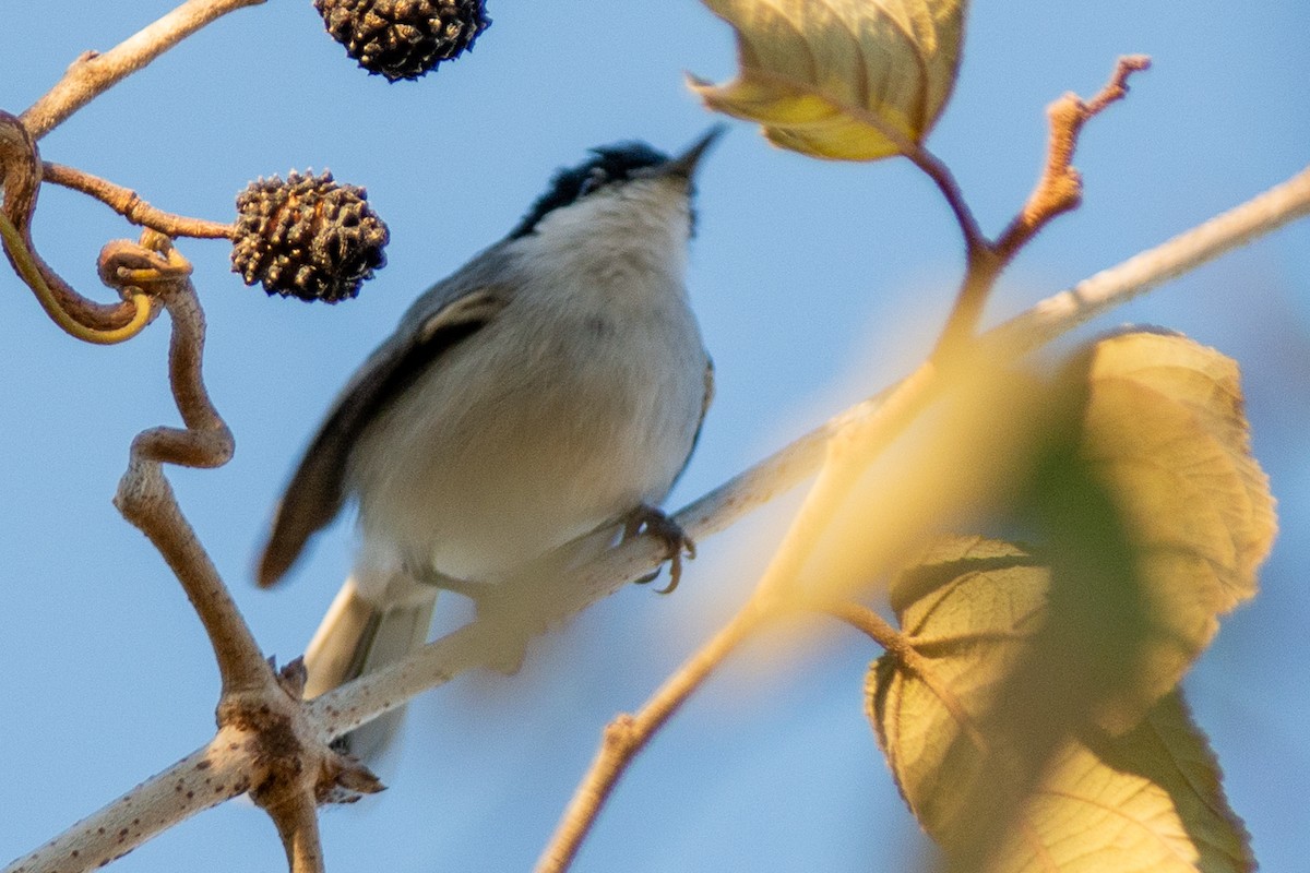 White-lored Gnatcatcher - ML642312783