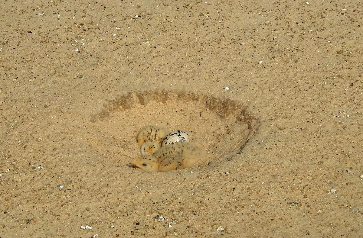 zoboun americký - ML642312785