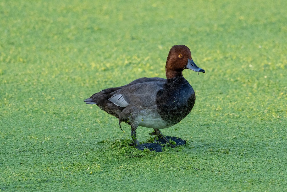 Redhead - ML642312790