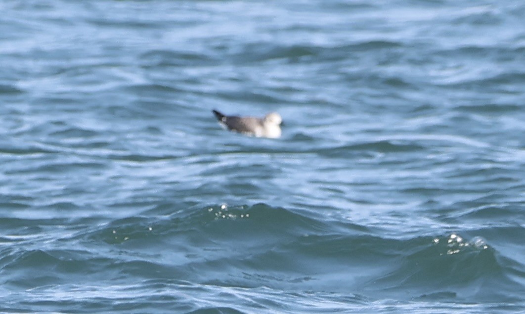 Mouette de Sabine - ML642312793