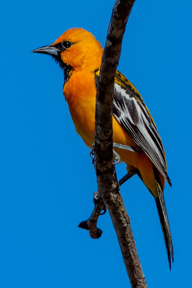 Streak-backed Oriole - ML642312796