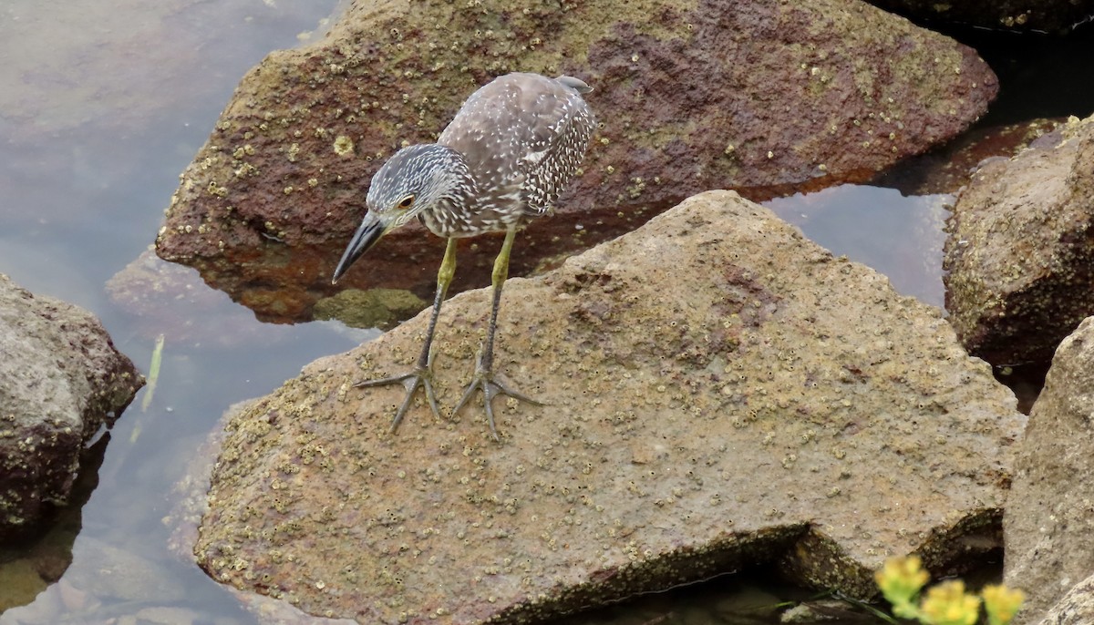 Krabbenreiher - ML642312810