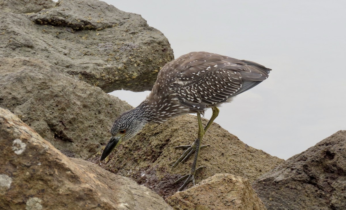 Krabbenreiher - ML642312813