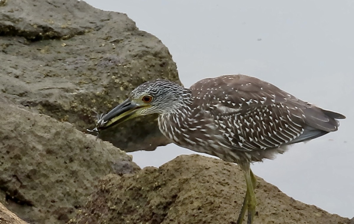 Krabbenreiher - ML642312824