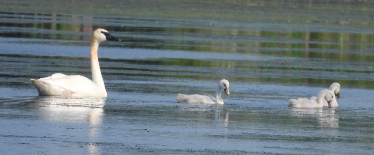 Trumpeter Swan - ML642312825