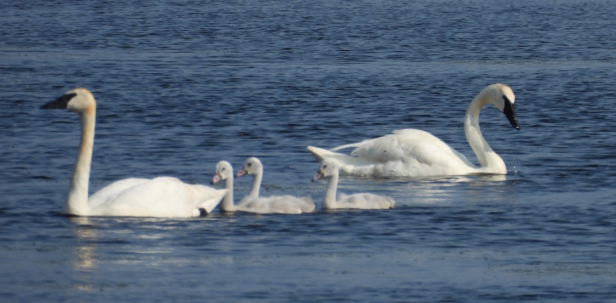 Trumpeter Swan - ML642312826