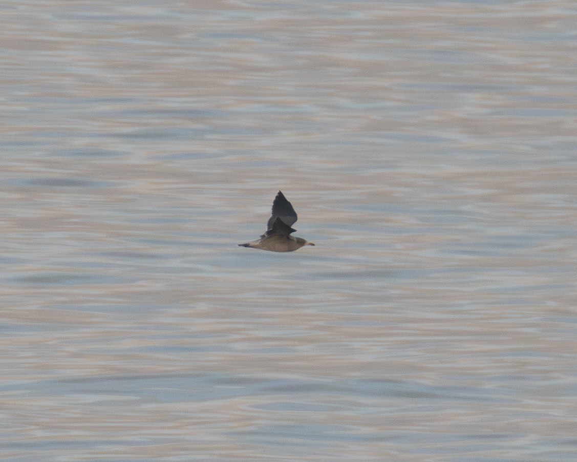 Heermann's Gull - ML642312828