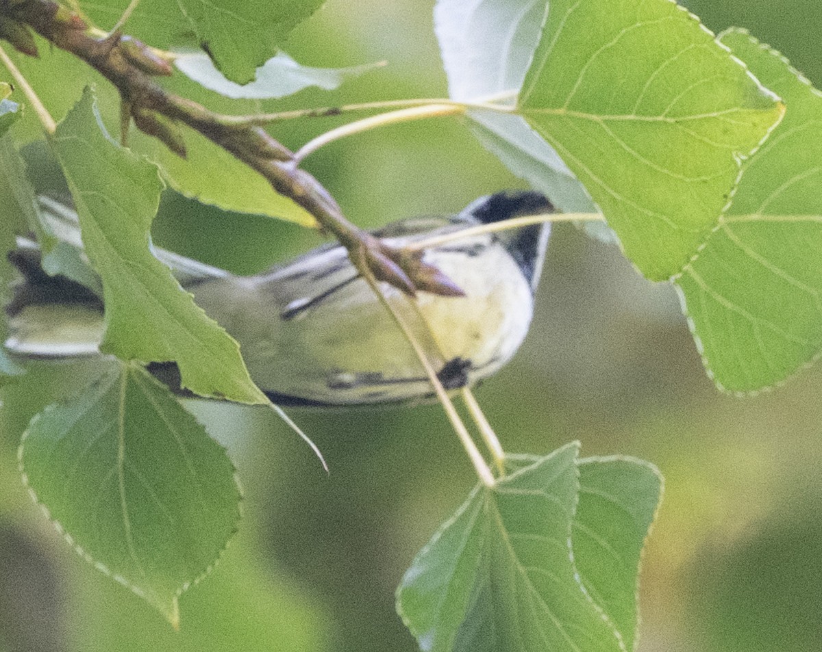 Black-throated Gray Warbler - ML642312829