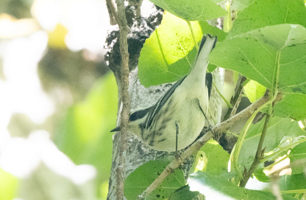 Black-throated Gray Warbler - ML642312830
