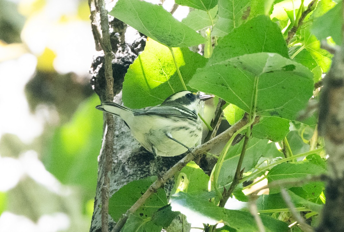Black-throated Gray Warbler - ML642312831