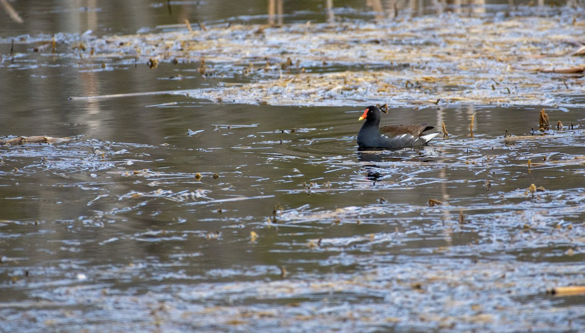 Common Gallinule - ML642312833