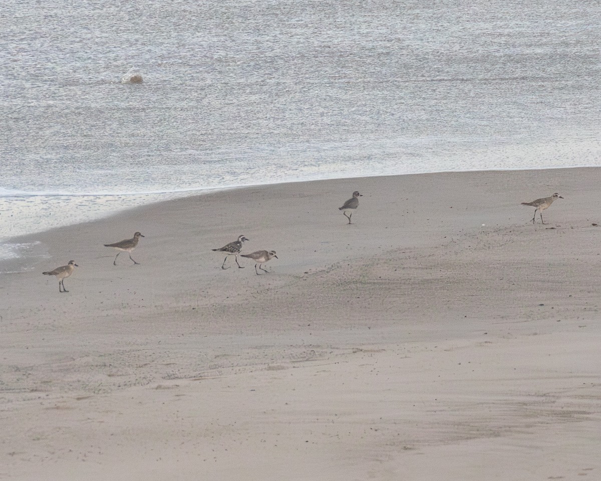 Black-bellied Plover - ML642312834