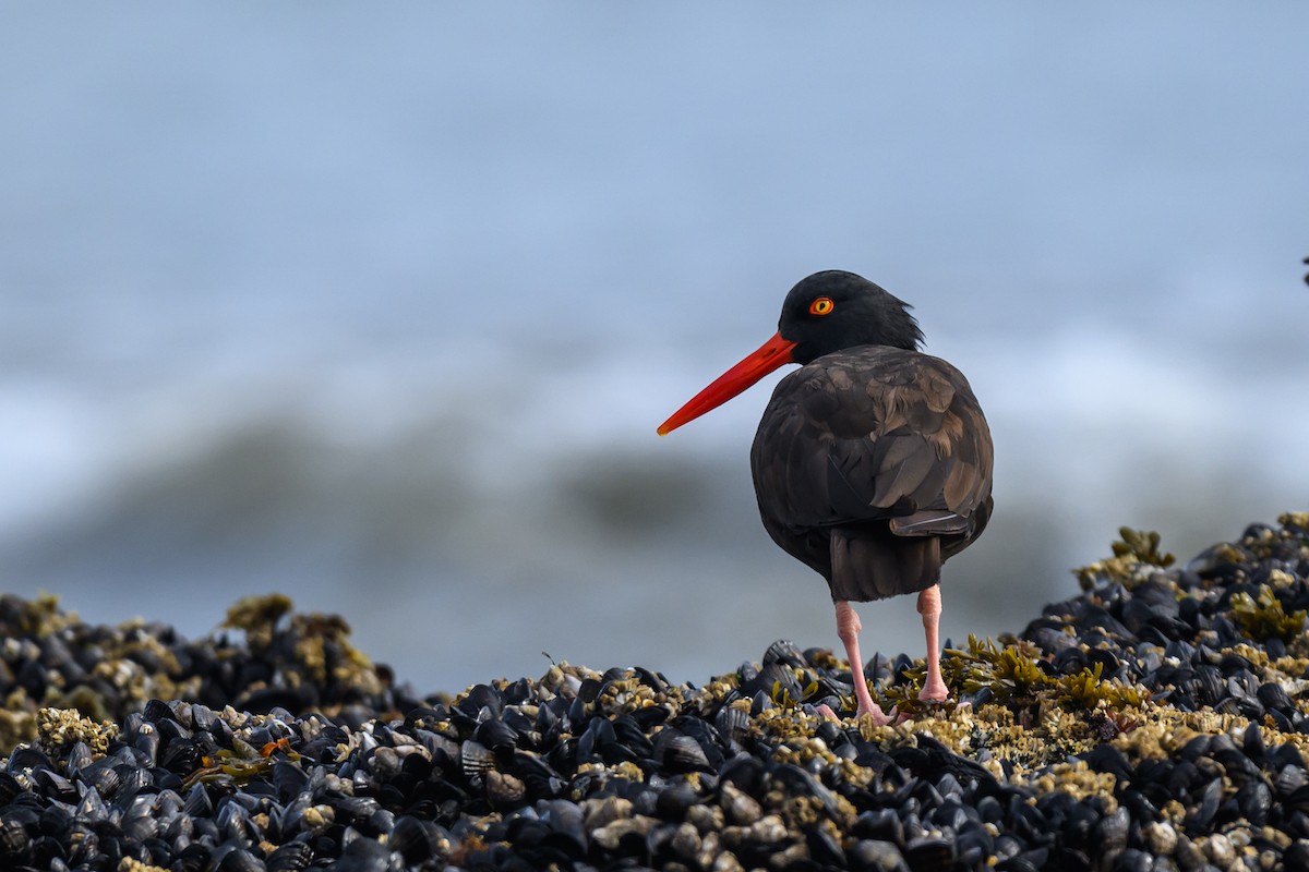 Black Oystercatcher - ML642312836