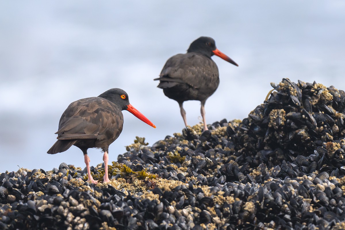 Black Oystercatcher - ML642312837