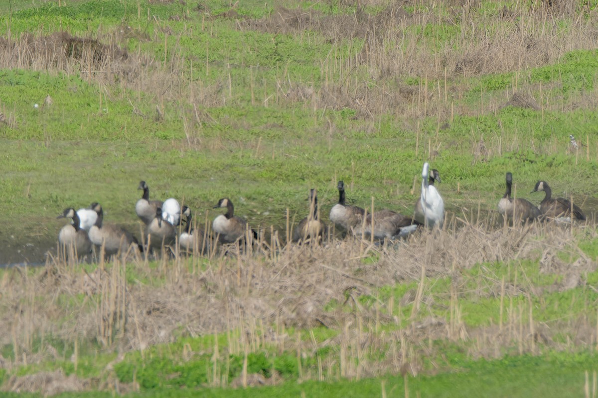 Canada Goose - ML642312838
