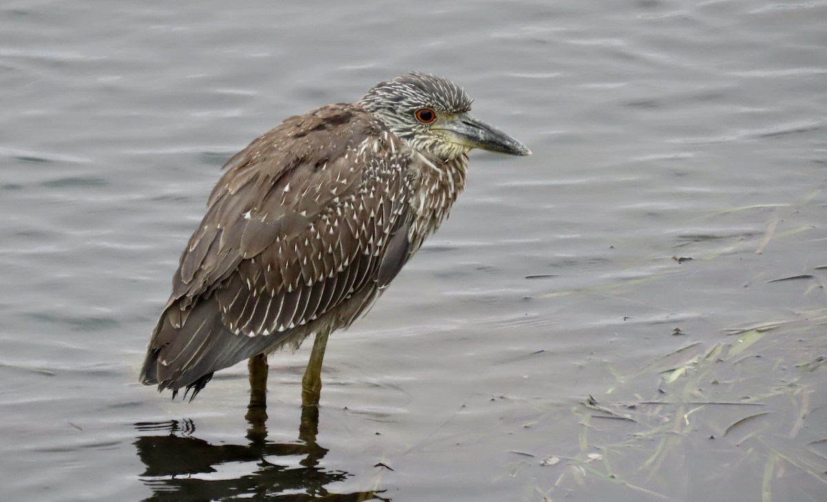 Krabbenreiher - ML642312839