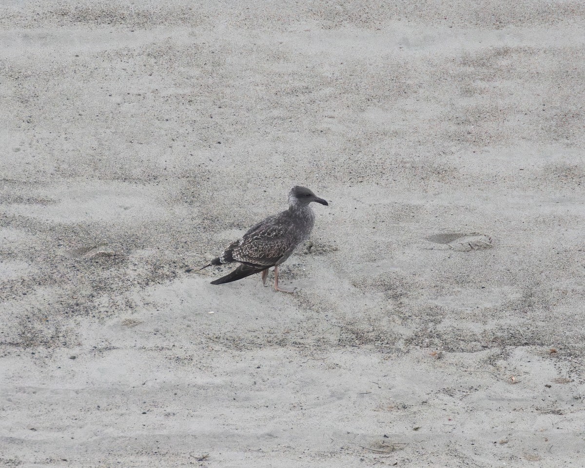 Western Gull - ML642312840