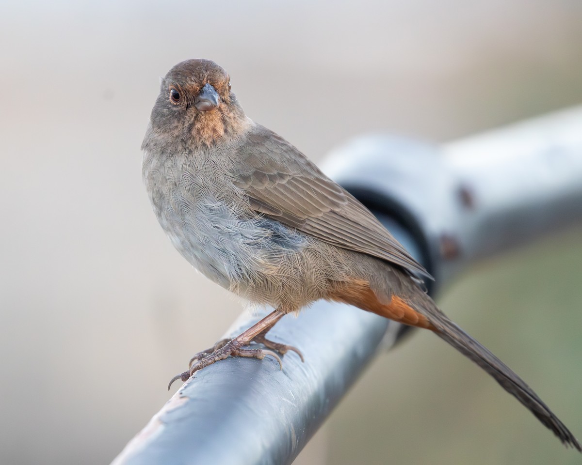 California Towhee - ML642312843