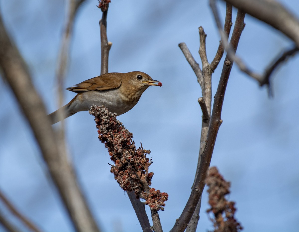 Veery - ML642312846
