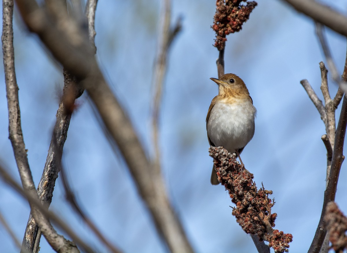 Veery - ML642312847