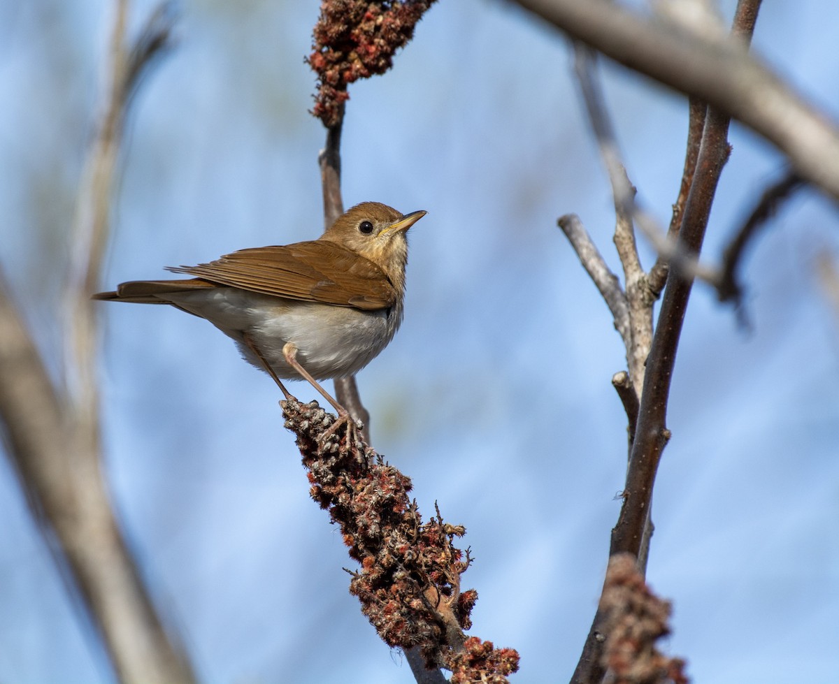 Veery - ML642312848