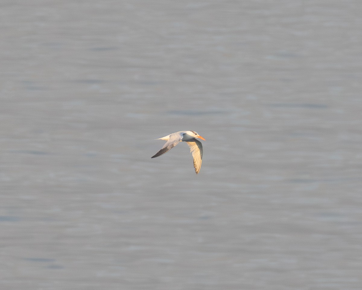 Royal Tern - ML642312850