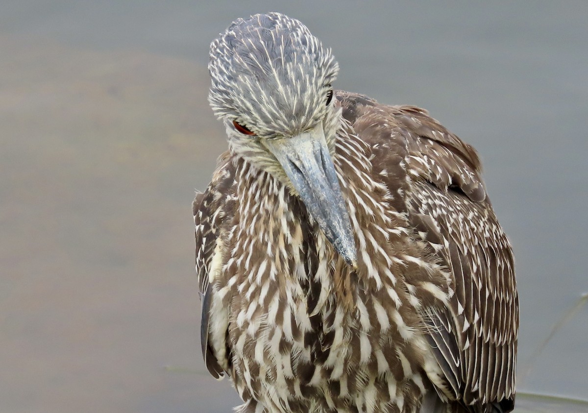 Krabbenreiher - ML642312851