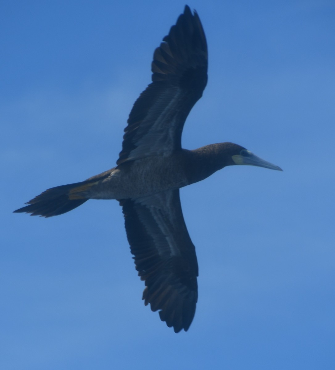 Brown Booby - ML642312852