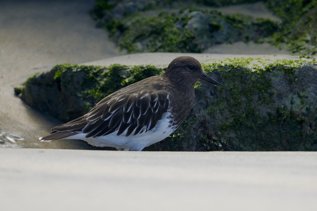 Black Turnstone - ML642312853