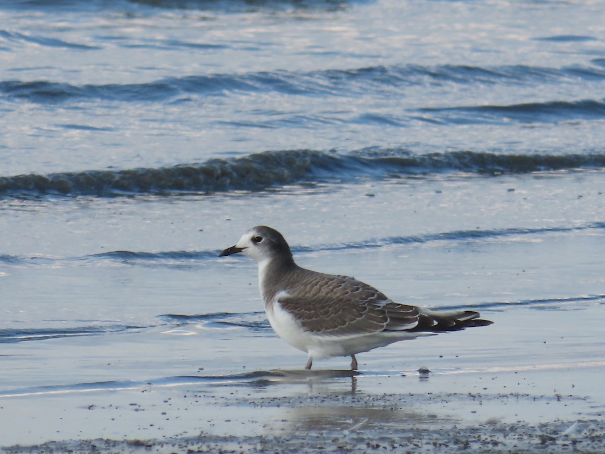Sabine's Gull - ML642312854