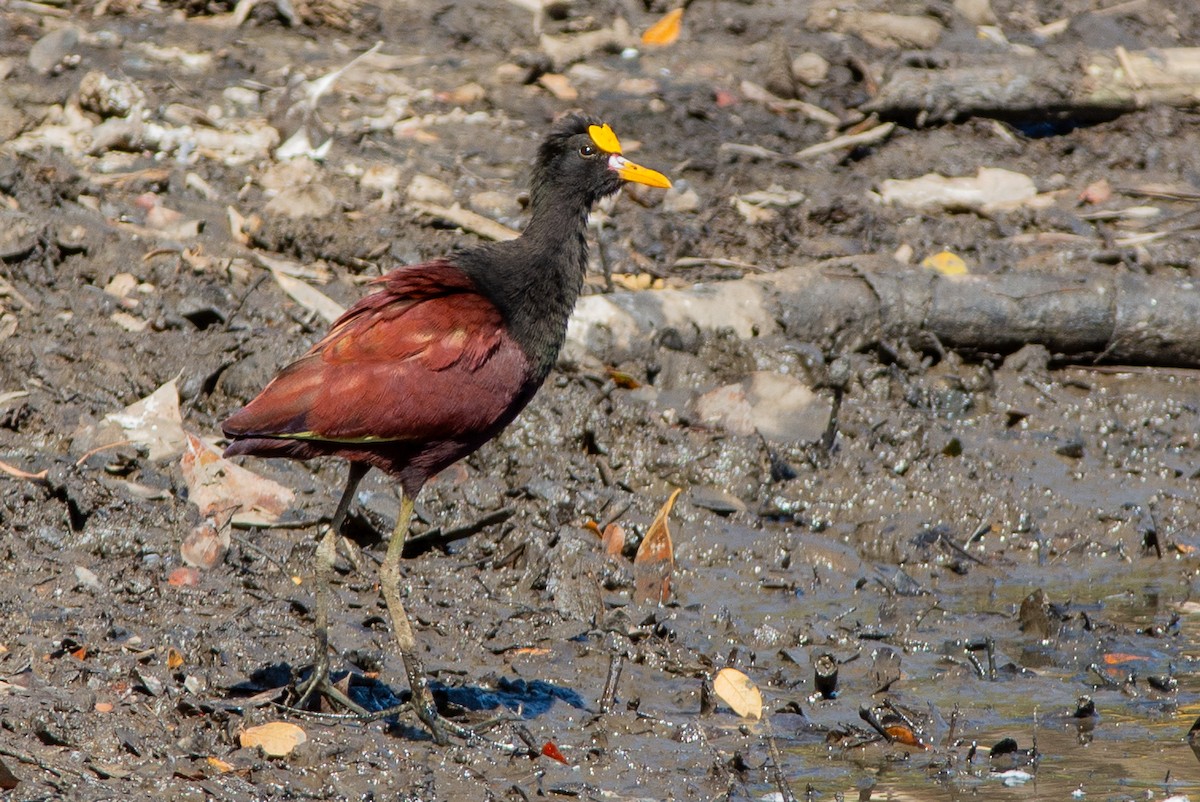 Northern Jacana - ML642312855
