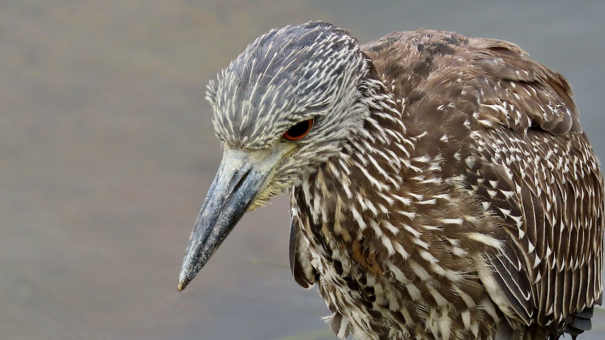 Krabbenreiher - ML642312857