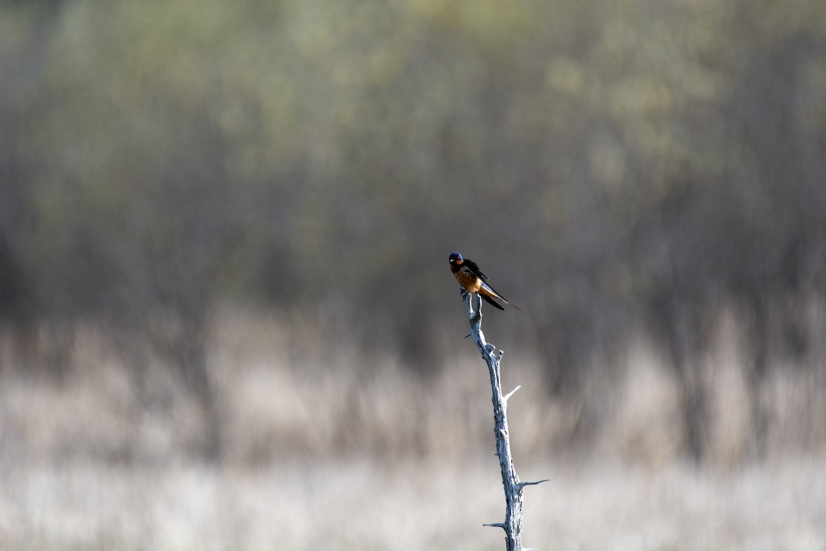 Barn Swallow - ML642312858