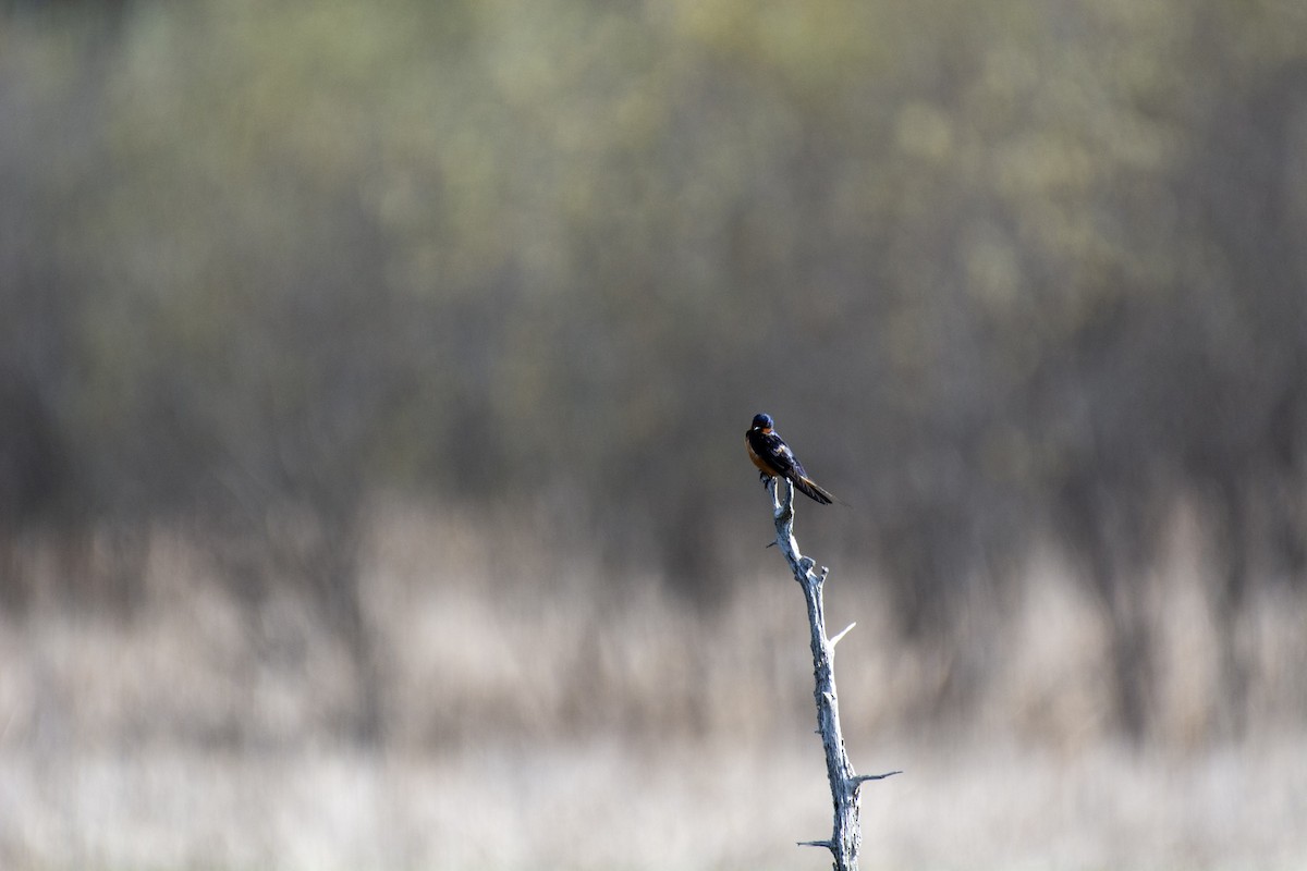 Barn Swallow - ML642312859