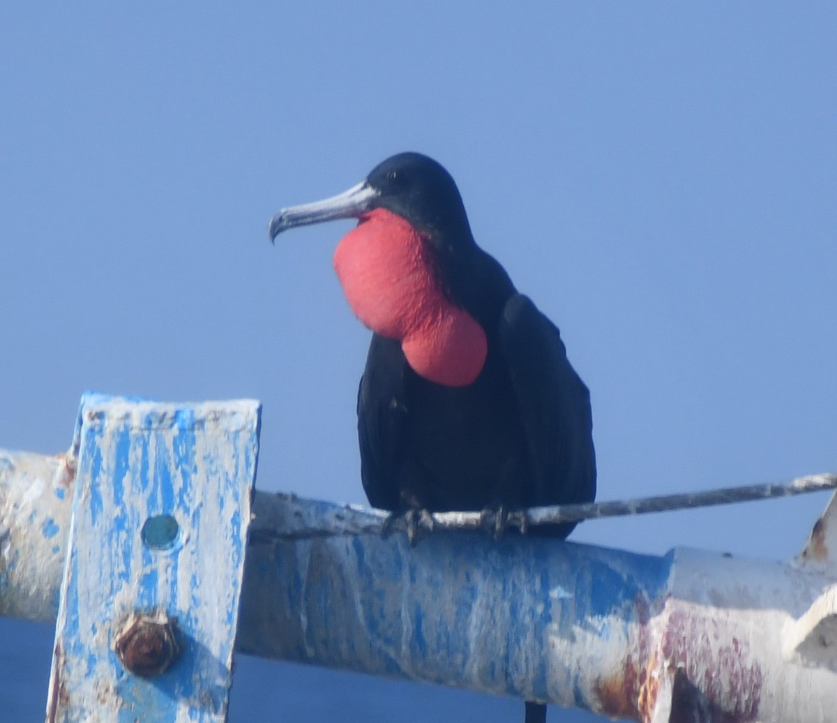 Magnificent Frigatebird - ML642312862